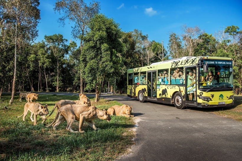 Tọa lạc tại đảo ngọc Phú Quốc, Vinpearl Safari là vườn thú bán hoang dã đầu tiên và lớn nhất Việt Nam. Với diện tích gần 500ha, nơi đây là ngôi nhà chung của hơn 3.000 cá thể động vật thuộc 150 loài khác nhau đến từ khắp nơi trên thế giới.