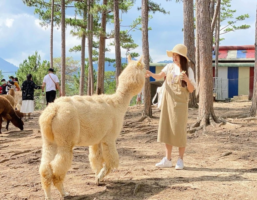 Nằm trên cao nguyên Đà Lạt thơ mộng, Zoodoo là vườn thú theo mô hình "cánh đồng cừu" đầu tiên tại Việt Nam.