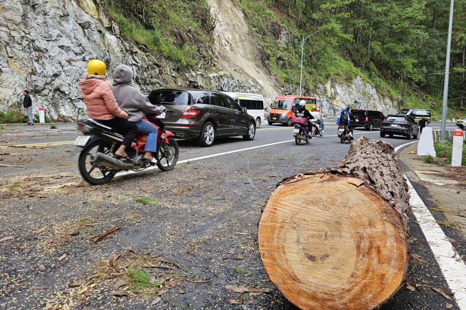 Cây thông được cắt khúc, di dời khỏi hiện trường để xe đi qua. (Ảnh: VNE)