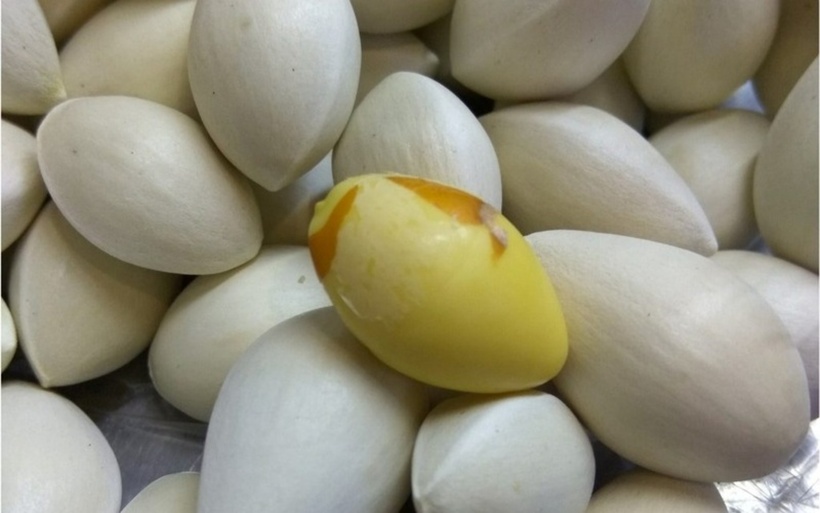 Bạch quả giúp giảm các triệu chứng tiền kinh nguyệt ở phụ nữ. Ảnh minh họa