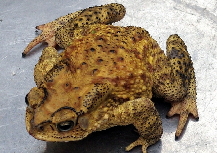 Sở y tế tỉnh Kon Tum khuyến cáo người dân không nên sử dụng thịt cóc và trứng cóc vì có chứa độc tố rất mạnh, nếu ăn uống không cẩn trọng sẽ gây hậu quả khó lường. Ảnh minh họa: Thanh Niên