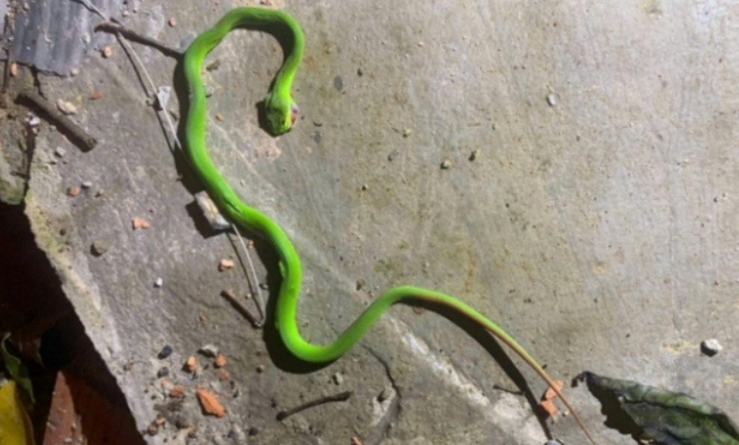 Con rắn lục đuôi đỏ bò vào nhà cắn thiếu niên 15 tuổi. Ảnh: Tri Thức