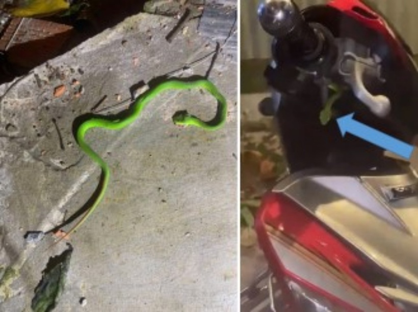 Tưởng rắn lục đuôi đỏ là lá cây, thiếu niên 15 tuổi nhập viện nguy kịch. Ảnh: BVCC.