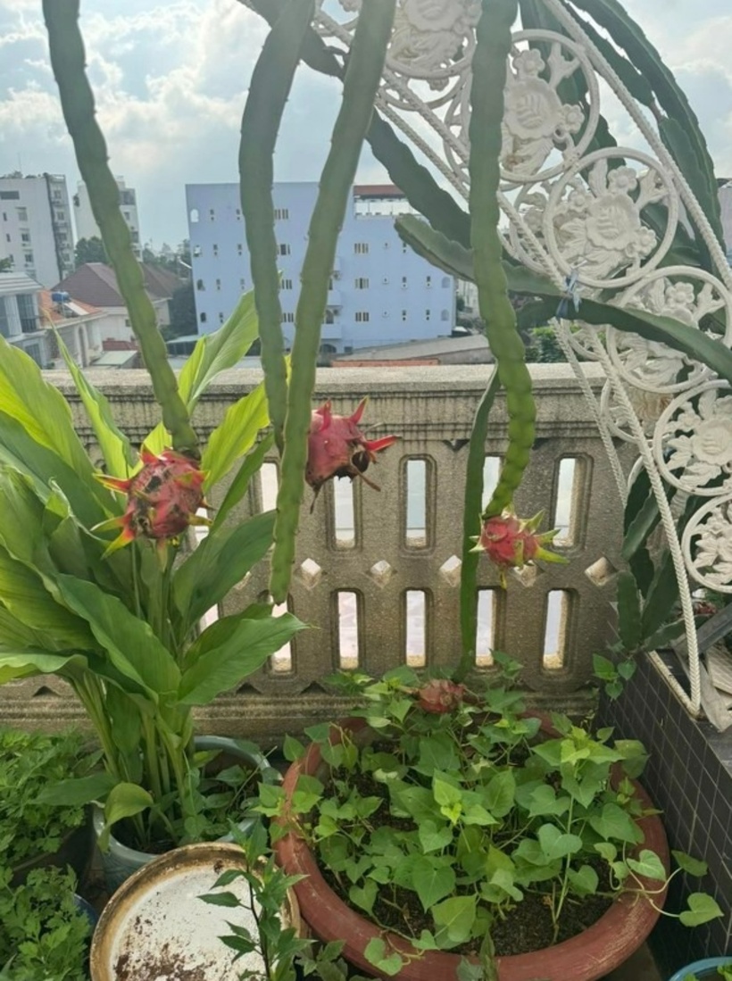 Ngoài hoa và cây cảnh, Giáng My còn tận dụng sân thượng để ươm một số loạt rau. Cô chia sẻ, vườn rau được trồng theo phương pháp tự nhiên, không dùng hóa chất nhưng vẫn bội thu.