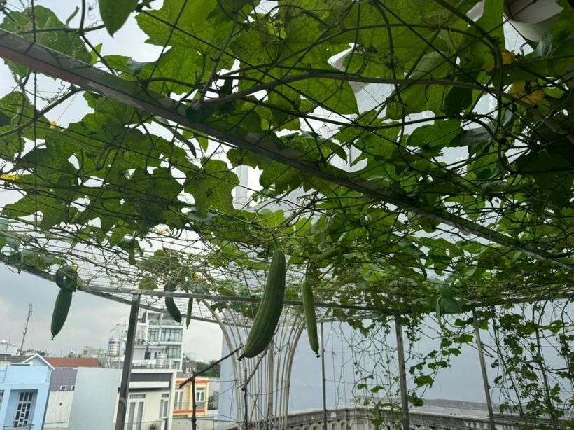 Ban đầu, Giáng My và mẹ trồng rau, hoa trái để không gian sống thêm sinh động, gần gũi với thiên nhiên. Giờ đây, vườn rau đã trở thành đam mê và một phần không thể thiếu trong cuộc sống hàng ngày của cô.