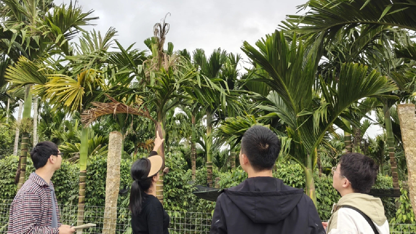 Vài năm trở lại đây, diện tích trồng cau ở đảo Hải Nam sụt giảm mạnh. Ảnh: Dân trí