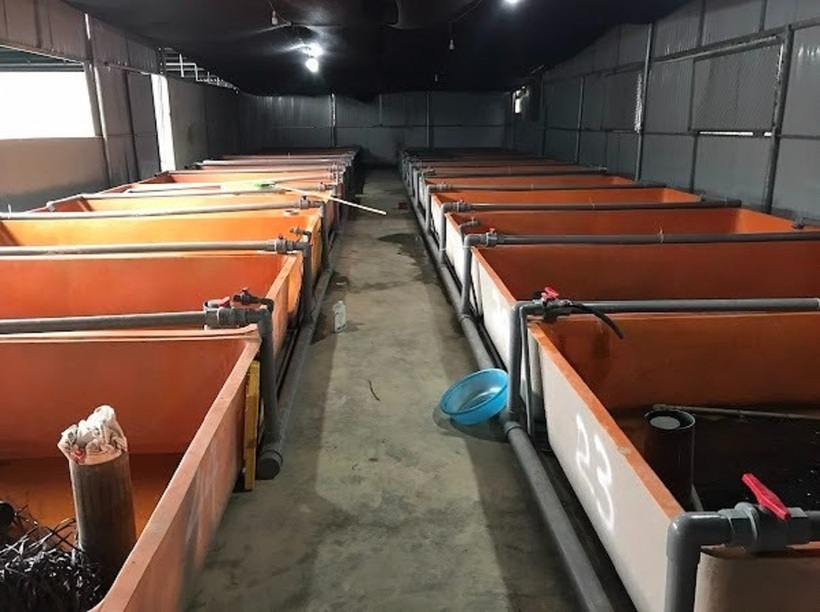 Bên trong khu vực nuôi lươn của anh Dung. Ảnh: Tiền phong