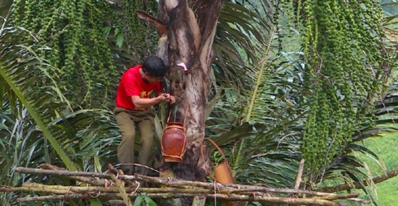 Loại rượu đặc sản của người Ba Na được lấy từ thân cây rừng. Ảnh: Tri thức & Cuộc sống