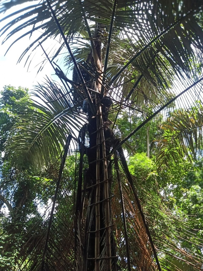 Rượu Đóak ngon, ngọt thơm ngon nhất là vào mùa Xuân. Ảnh: Dân Việt