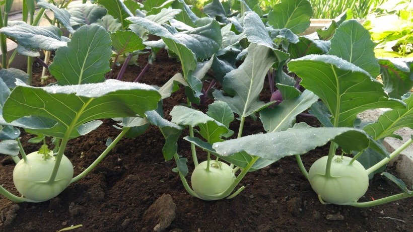 Ít ai biết rằng, nếu ăn su hào sai cách có thể gây ra những tác hại khôn lường.