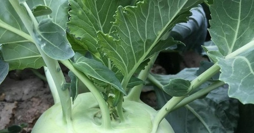 Nên chọn những củ su hào tươi, không bị dập nát, không có dấu hiệu hư hỏng.