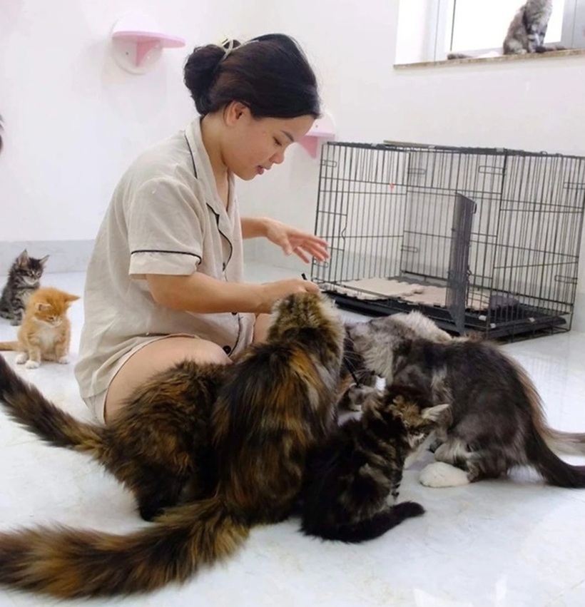 Chị Trinh bên đàn mèo Maine Coon