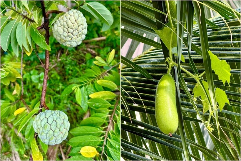 Nữ ca sĩ trồng nhiều loại rau củ như cải xanh, xà lách, rau muống, bầu, bí để cung cấp thực phẩm sạch cho gia đình. Khu vườn còn có các loại quả theo mùa như na, đu đủ, mít...