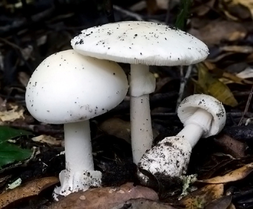 Hình ảnh nấm độc tán trắng. Ảnh: Mondo Funghi