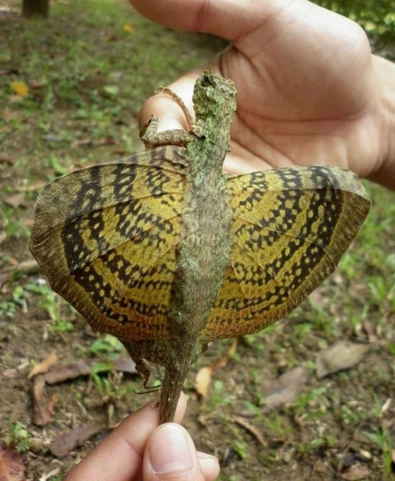 Loài tắc kè này còn có thể hóa trang vào môi trường một cách vô cùng tinh vi.