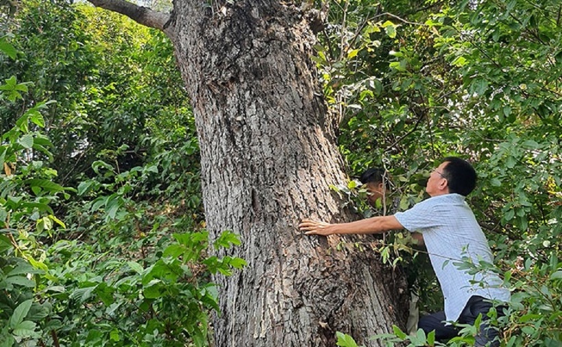 Một cây chai lá cong cổ thụ. Ảnh: Nhân dân