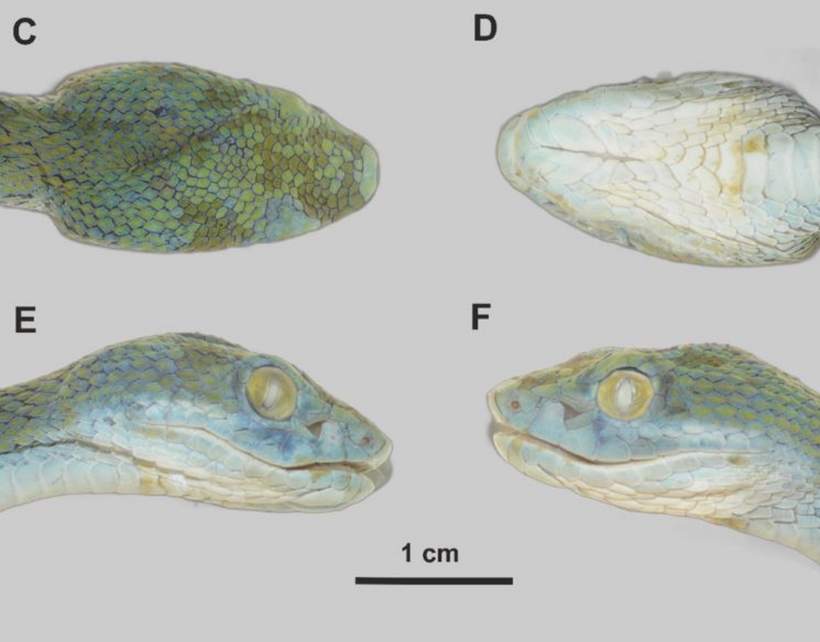 Cận cảnh phần đầu một mẫu vật của loài rắn lục mép xanh được các nhà khoa học thu thập. Ảnh: ResearchGate.