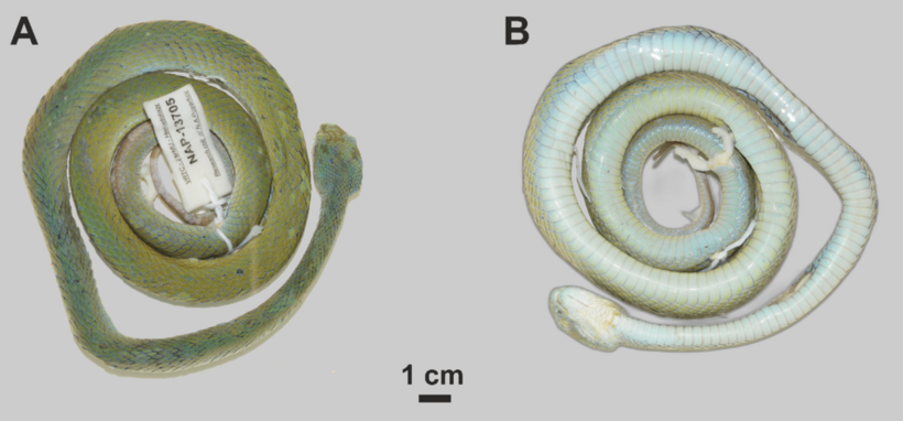 Phân tích DNA cho thấy rắn lục mép xanh dương có ít nhất 6% sự khác biệt về di truyền so với các loài rắn lục khác đã được biết đến. Ảnh: Trung tâm Nhiệt đới Việt - Nga