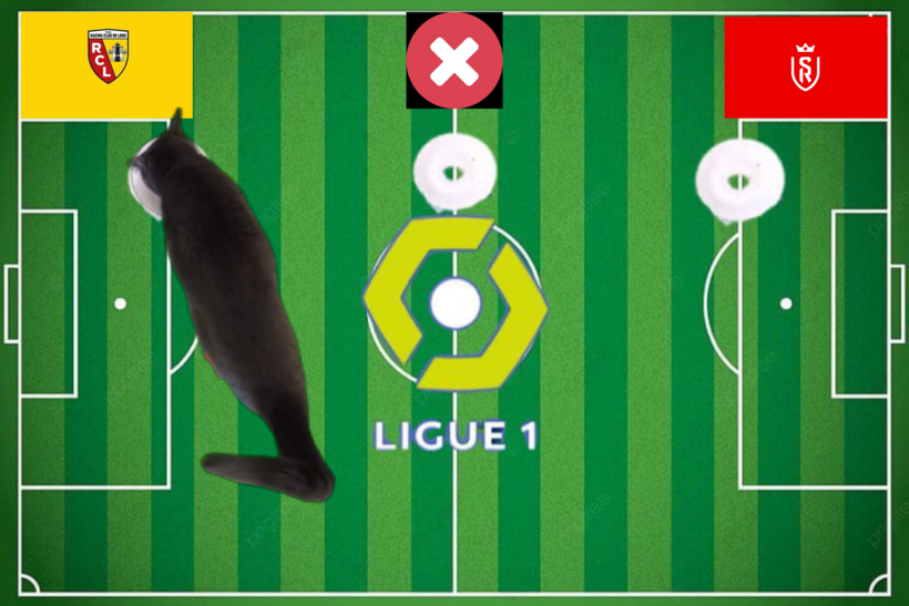 Mèo tiên tri dự đoán kết quả trận Reims vs Lens