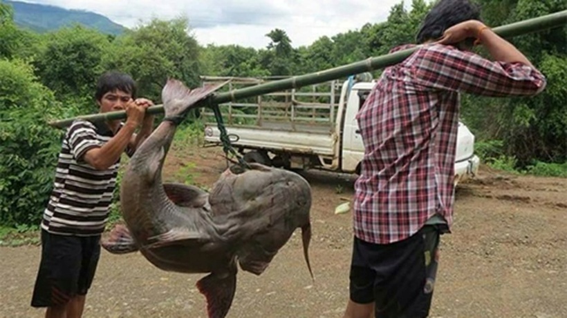 Cá chiên với kích thước khổng lồ. Ảnh: Dân Việt