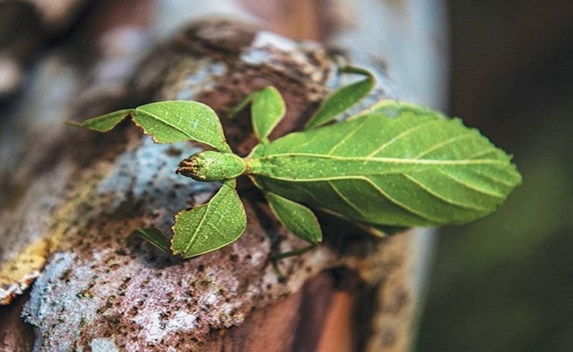 Những con bọ này có hai cánh trước dài và rộng, hình lá cây, hai cánh sau hình quạt nan, nhiều gân và trong suốt. Các đôi chân có riềm giống như lá cây bị rách. Giữa các loài sẽ có sự khác biệt ít nhiều về kiểu hình.