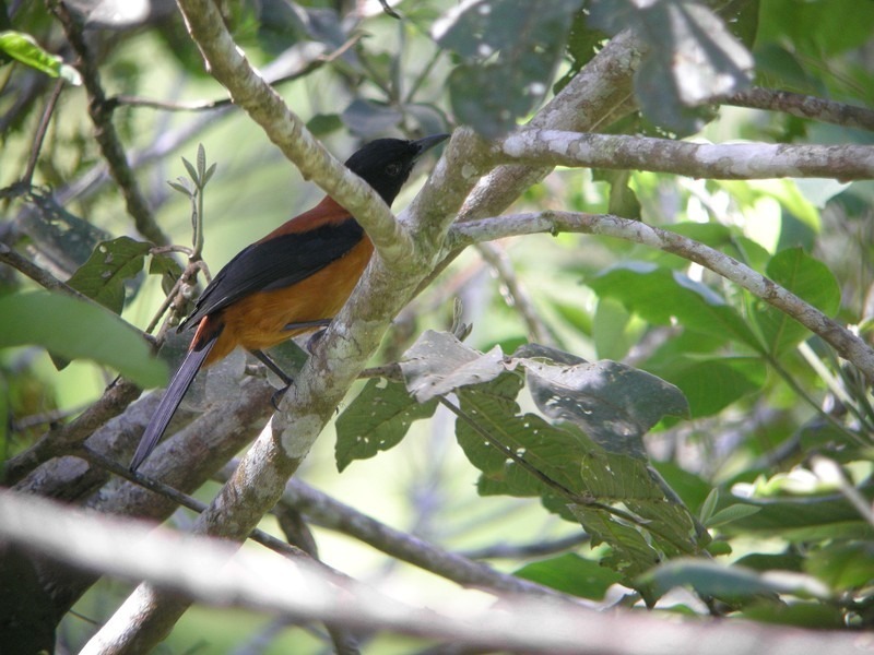 Loài chim nhỏ Pitohui, sống ở Papua New Guinea.