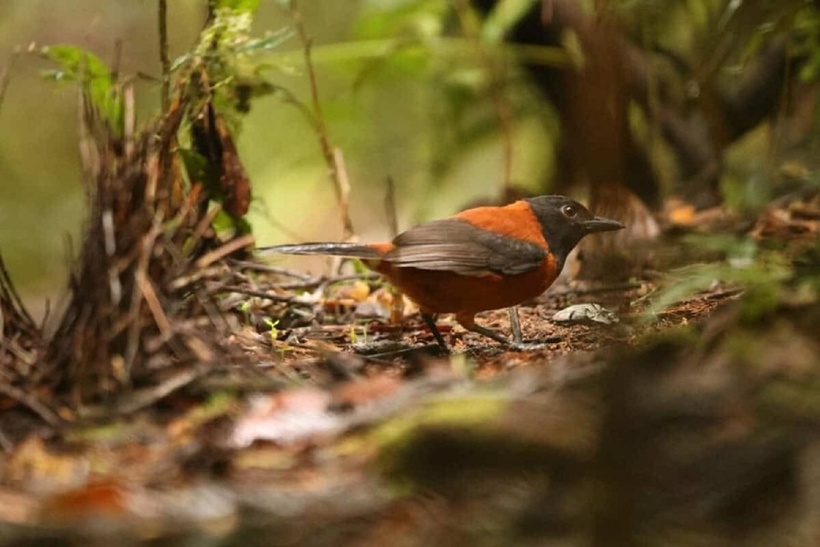 Loại chim này thuộc họ chim Pacycephalidae. Chúng có bộ lông với màu sắc sặc sỡ và là loài ăn tạp. Ở đây, người ta gọi chúng là loài chim “rác” vì thứ mùi hôi đặc trưng trên người.