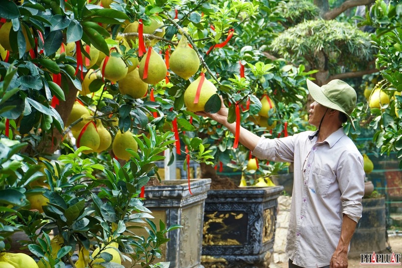 Gắn bó với nghề kinh doanh bưởi Diễn hơn 5 năm qua, anh Phương, chủ vườn bưởi Diễn Hoàng Phương tại đường Mai Chí Thọ, cho biết trên báo Pháp luật TP.HCM: “Năm nay vườn tôi nhập khoảng 200 cây bưởi Diễn để cung ứng cho thị trường. Do nhu cầu khách tăng cao nên số lượng cây về vườn cũng tăng khoảng 40% so với năm ngoái”.