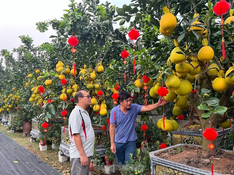 Bưởi sẽ được bán trực tiếp hoặc cho thuê, mỗi chậu bưởi có thể chưng kéo dài qua tháng 4.