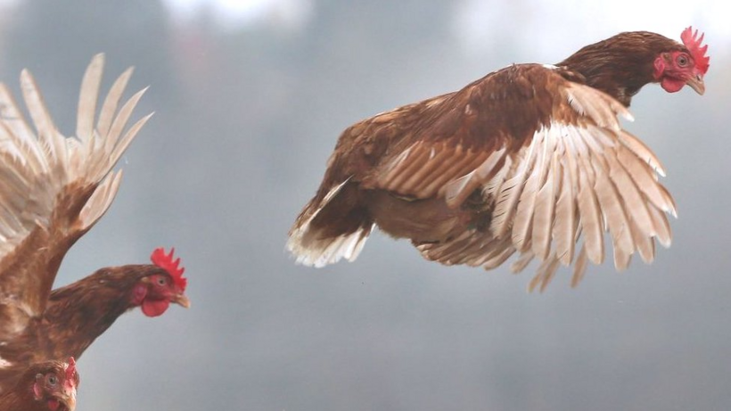 Tại sao gà không thể bay dù có cánh? Ảnh minh hoạ