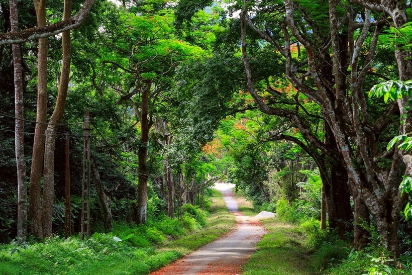 Nằm trên địa phận của ba tỉnh Ninh Bình, Hòa Bình và Thanh Hóa, Cúc Phương là vườn quốc gia đầu tiên của Việt Nam.