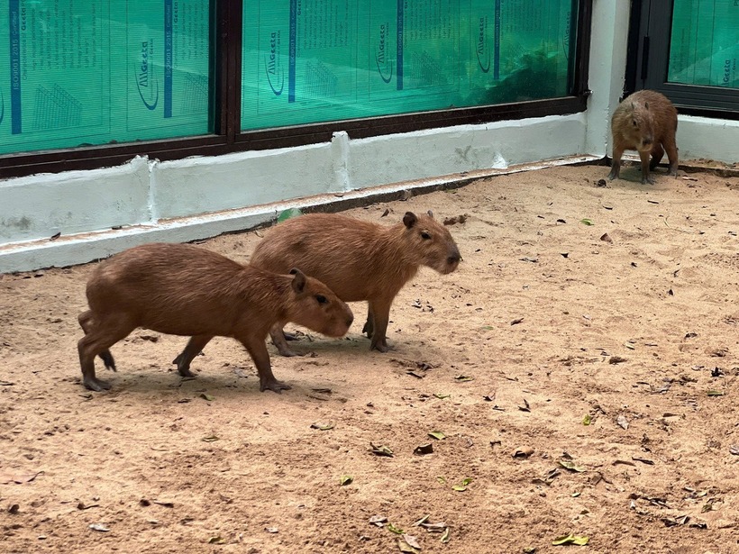 Gia đình capybara sắp ra mắt tại Thảo cầm viên Sài Gòn. (Ảnh: Tuổi trẻ)