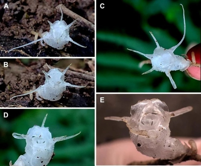 Đây là loài thực vật trong suốt (không diệp lục) đầu tiên được tìm thấy trong rừng nguyên sinh ở độ cao 800m so với mực nước biển. Ảnh: Trung tâm nhiệt đới Việt - Nga