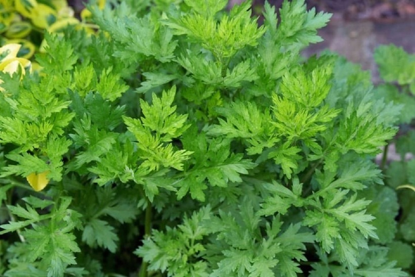 Ngải cứu (Artemisia vulgaris) là một loại thảo dược quen thuộc trong y học cổ truyền và ẩm thực Việt Nam.