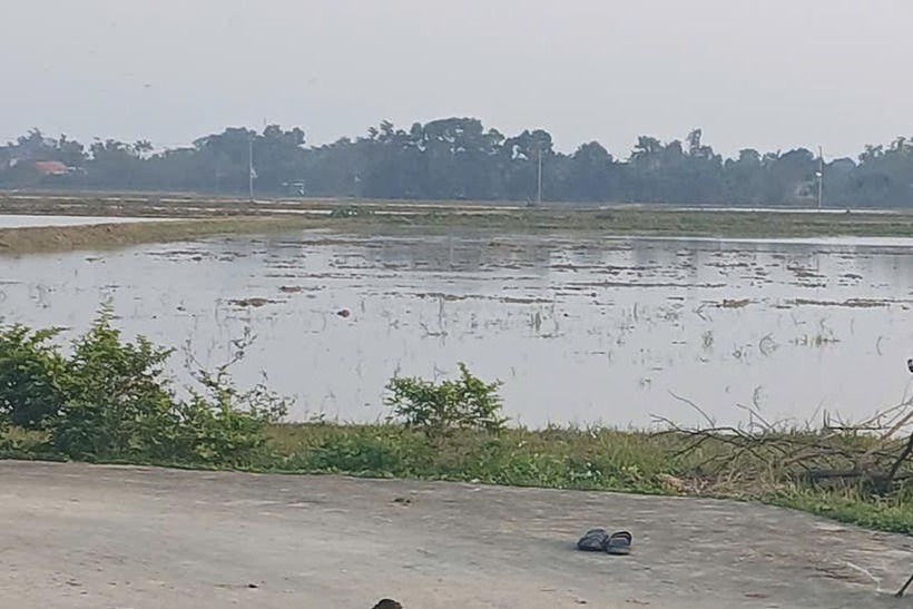 Khu vực ruộng nơi ông Ch. bị chém bị thương. (Ảnh: Tuổi trẻ)