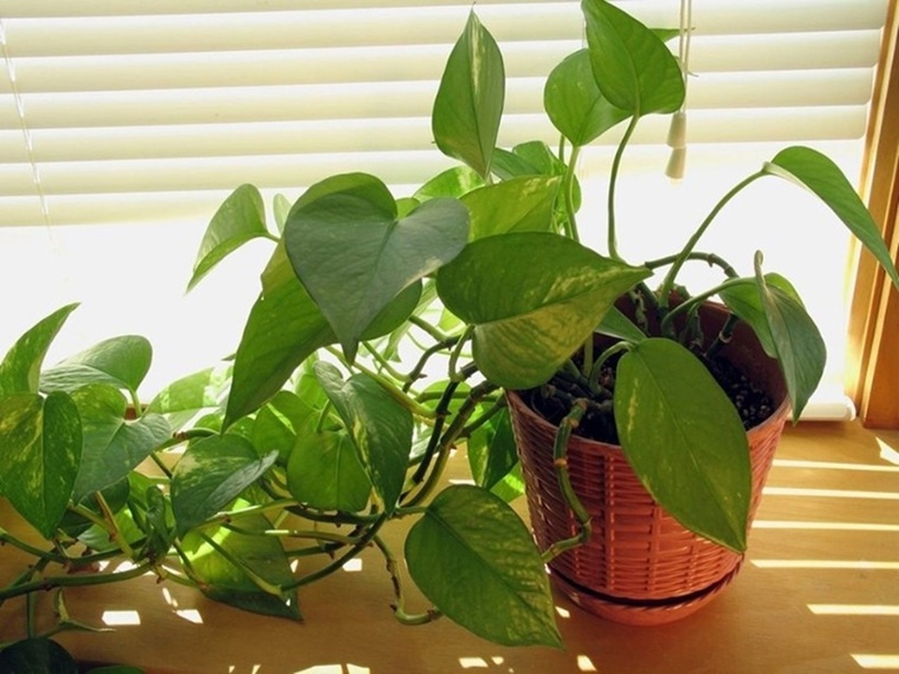 Cây Trầu Bà là loại cây cảnh phổ biến được ưa chuộng trong nhiều gia đình Việt.