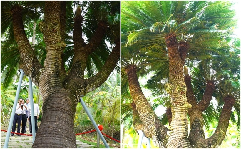 Thân cây thiên tuế tẻ ra nhiều nhánh, mọc thành 10 ngọn, trổ 10 hoa thơm. (Ảnh: PLO)