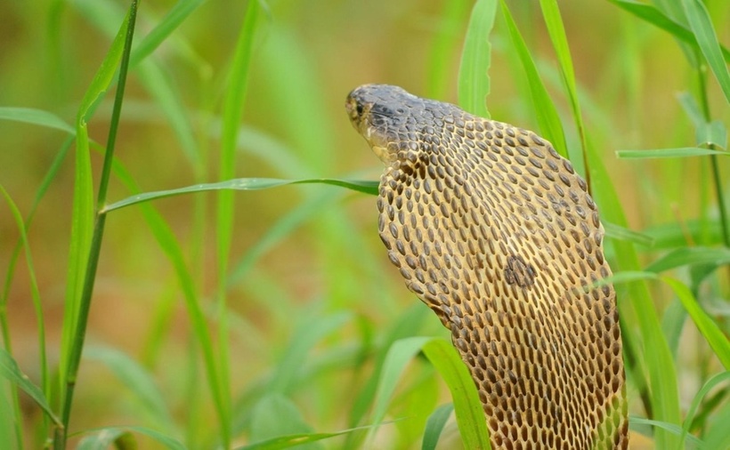 Rắn hổ đất, còn có tên gọi là rắn hổ mang một mắt kính, rắn hổ phì… có tên khoa học Naja kaouthia. Loài rắn này được phân bố từ Ấn Độ, Bangladesh đến một phần nhỏ phía Tây Nam Trung Quốc, Lào, Thái Lan, Việt Nam… Khác với rắn hổ mang Trung Quốc ở trên, tại Việt Nam rắn hổ đất chỉ phân bố tại khu vực miền Trung, Tây Nguyên và các tỉnh thành ở phía Nam.