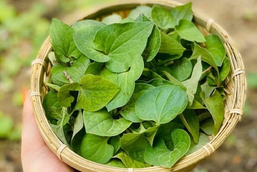 Báo Sức khoẻ & Đời sống dẫn lời BSCKII. Huỳnh Tấn Vũ - Trưởng đơn vị Điều trị ban ngày, Bệnh viện ĐH Y dược TP.HCM, cho biết, cây rau diếp cá còn có tên là rấp cá, diếp cá, giấp cá, dấp cá, ngư tinh thảo. Tên khoa học là Houttuynia cordata. Họ lá giấp Saururaceae. Diếp cá được trồng hoặc tự mọc ở rất nhiều nơi. Đây là cây rất dễ tìm kiếm và giá thành rẻ. Rau diếp cá có tác dụng lợi tiểu, thanh nhiệt, giải độc, tiêu thũng, sát trùng. Diếp cá được dùng trị bệnh trĩ, mụn nhọt, trẻ con lên sởi, viêm phổi hoặc phổi có mủ, đau mắt đỏ hoặc đau mắt do trực khuẩn mủ xanh, viêm ruột, bí tiểu tiện, kinh nguyệt không đều. Còn dùng trị sốt rét, sài giật ở trẻ em, đau răng.‎