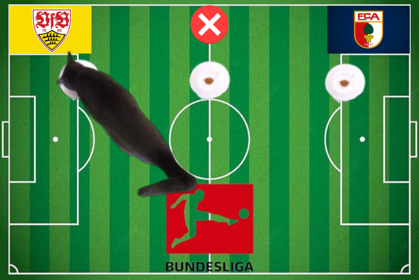 Mèo tiên tri dự đoán kết quả trận Augsburg vs Stuttgart
