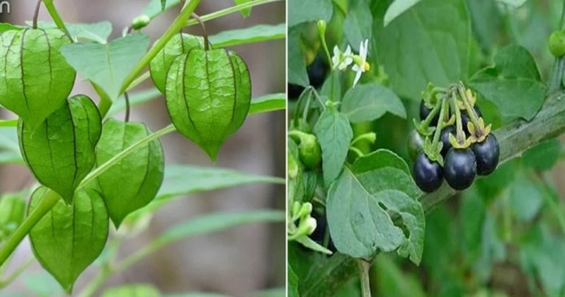 Loại rau tầm bóp vốn là cây rau dại mọc hoang trong thành phần rau tầm bóp có chứa nhiều chất đạm, chất béo, chất xơ, canxi, sắt, vitaminA, vitamin C... Chính vì vậy, đây chính là một loại thần dược nhờ có tính kháng khuẩn, chống ung thư, chống đông máu, chống bệnh bạch huyết, chống nấm và vi khuẩn, chống co, chống ung bướu, kháng siêu vi khuẩn, hạ huyết áp rất tốt cho con người.