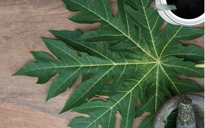 Thực hư tác dụng phòng và trị bệnh ung thư của lá đu đủ.