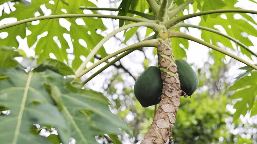 Hiện tại chưa có đủ bằng chứng khoa học để khẳng định tác dụng chống ung thư của lá đu đủ trên cơ thể người.