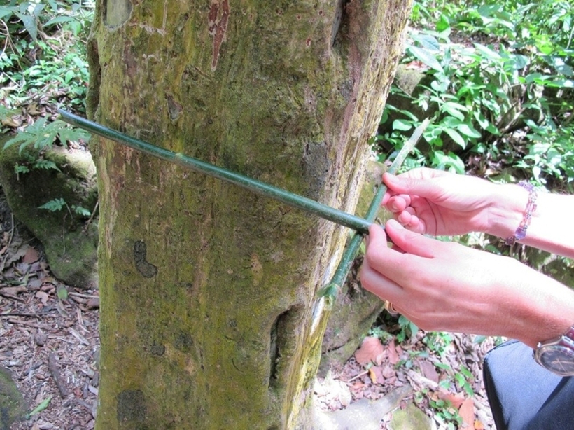 Thung lũng El Valle tràn ngập những cây có thân hình vuông