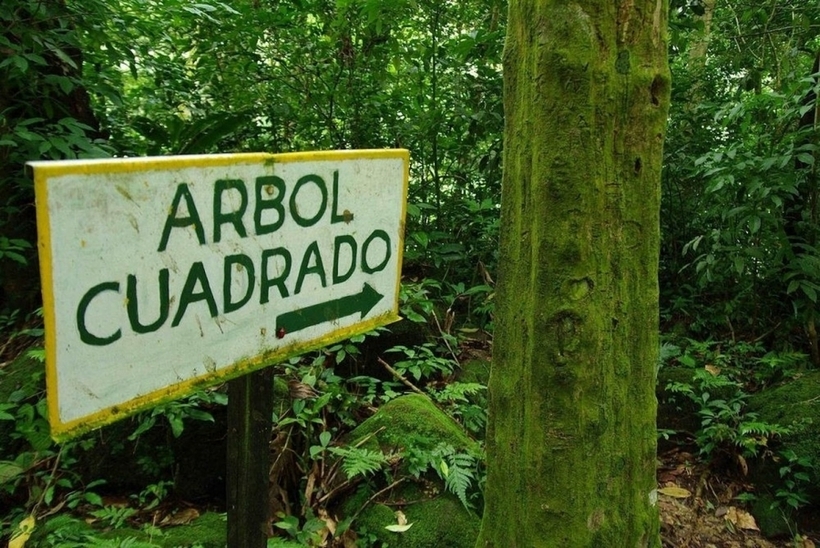 Bí ẩn thung lũng chưa đầy những cây hình vuông kỳ lạ - 2