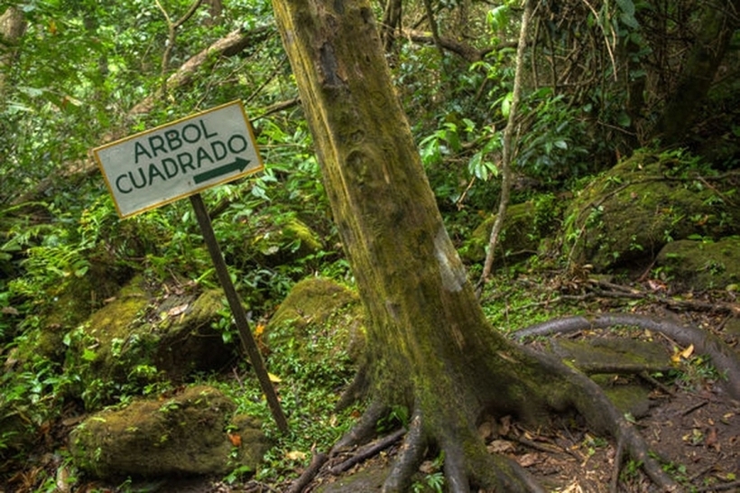 Nguyên nhân của hiện tượng kỳ lạ này vẫn chưa có lời giải thỏa đáng