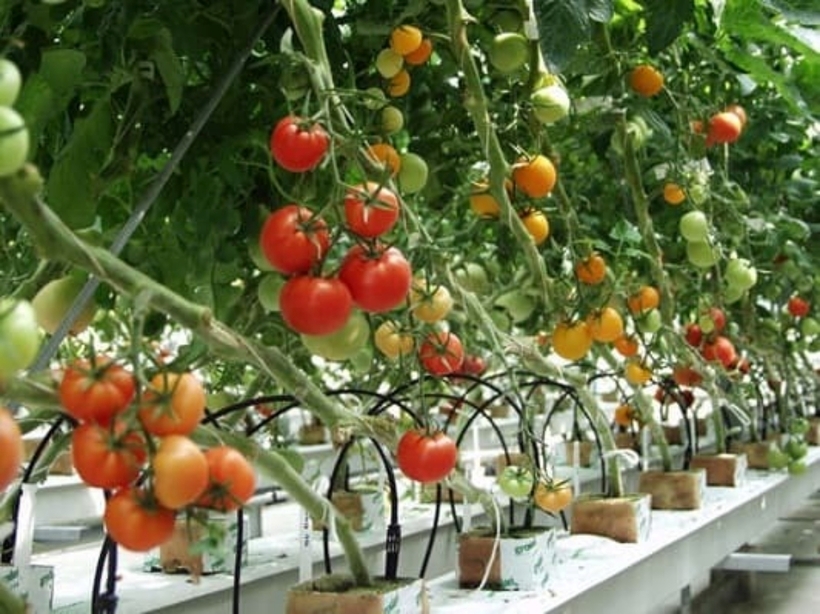 Một năm có 3 đợt trồng cà chua phổ biến. Ảnh minh họa