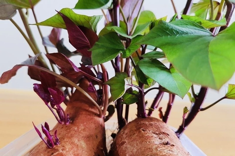 Khi khoai lang được bảo quản không đúng cách, nó sẽ nảy mầm để tiếp tục vòng đời của mình. Quá trình này diễn ra do sự thay đổi về độ ẩm, nhiệt độ và ánh sáng.