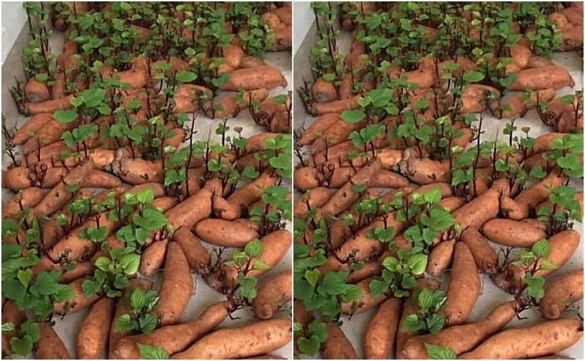 Khoai lang mọc mầm vẫn có thể ăn được nếu được xử lý đúng cách. Tuy nhiên, để đảm bảo an toàn sức khỏe, bạn nên ưu tiên chọn những củ khoai tươi ngon và bảo quản đúng cách.