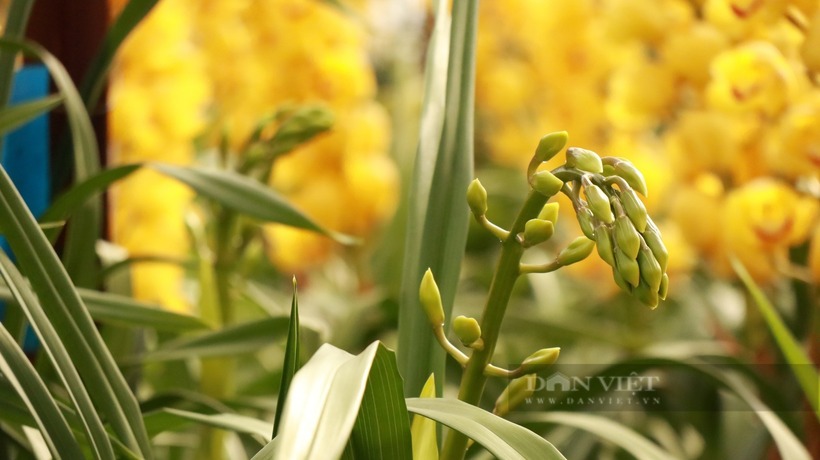 Hoa địa lan có thể nở kéo dài đến 45 ngày. Ảnh: Dân Việt.